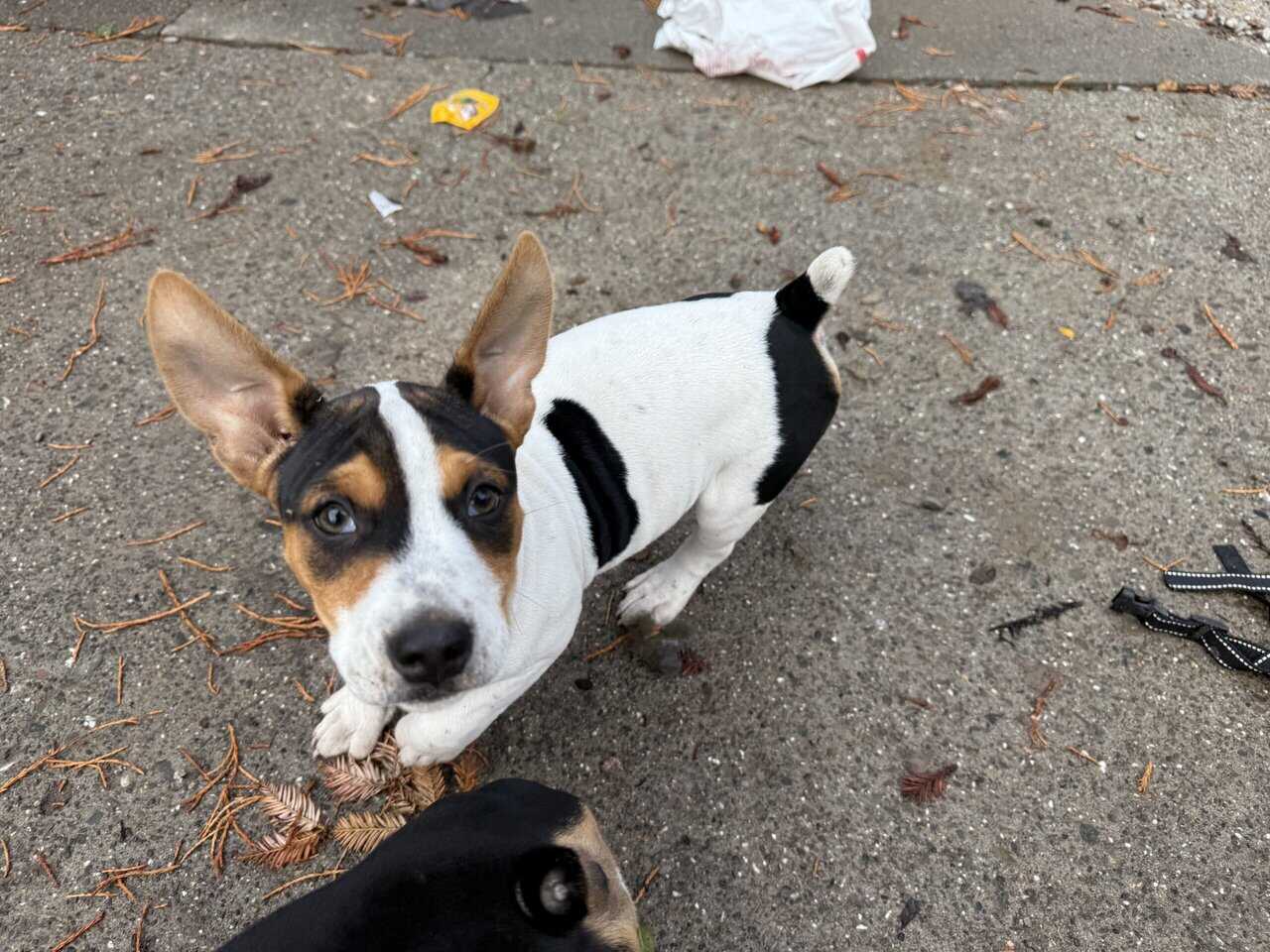Decker Terrier Puppies for Sale in Petaluma image 2