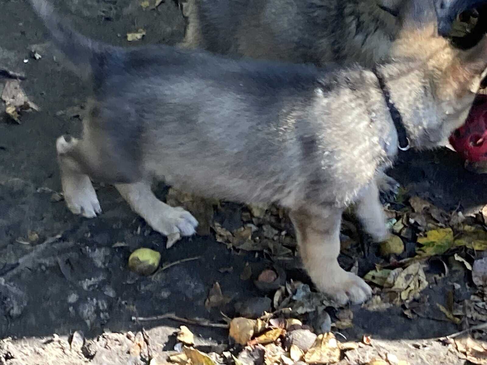 German Shepherd Puppy image 4