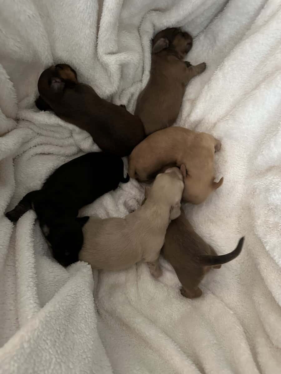 Miniature Dachshund Boys image 6