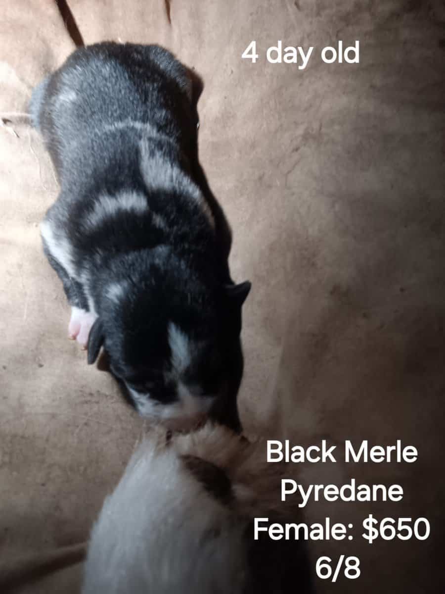 GREAT PYRE-DANE PUPPIES image 7