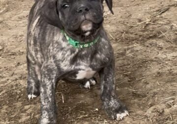 Green Collar Brindle