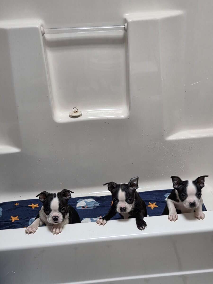 Boston Terrier Puppies image 4