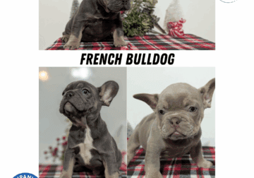 AKC MALE FRENCH BULLDOG PUPS