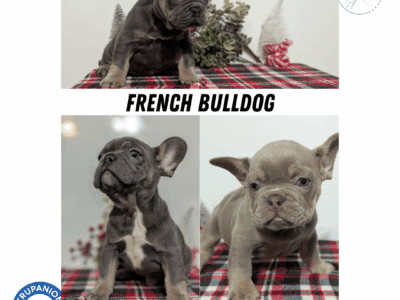 AKC MALE FRENCH BULLDOG PUPS