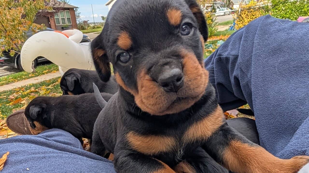 Rottweiler/English Bulldog Mix Puppies Ready Nov14 image 5