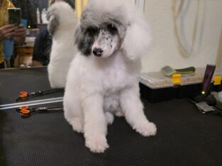AKC Miniature Poodles