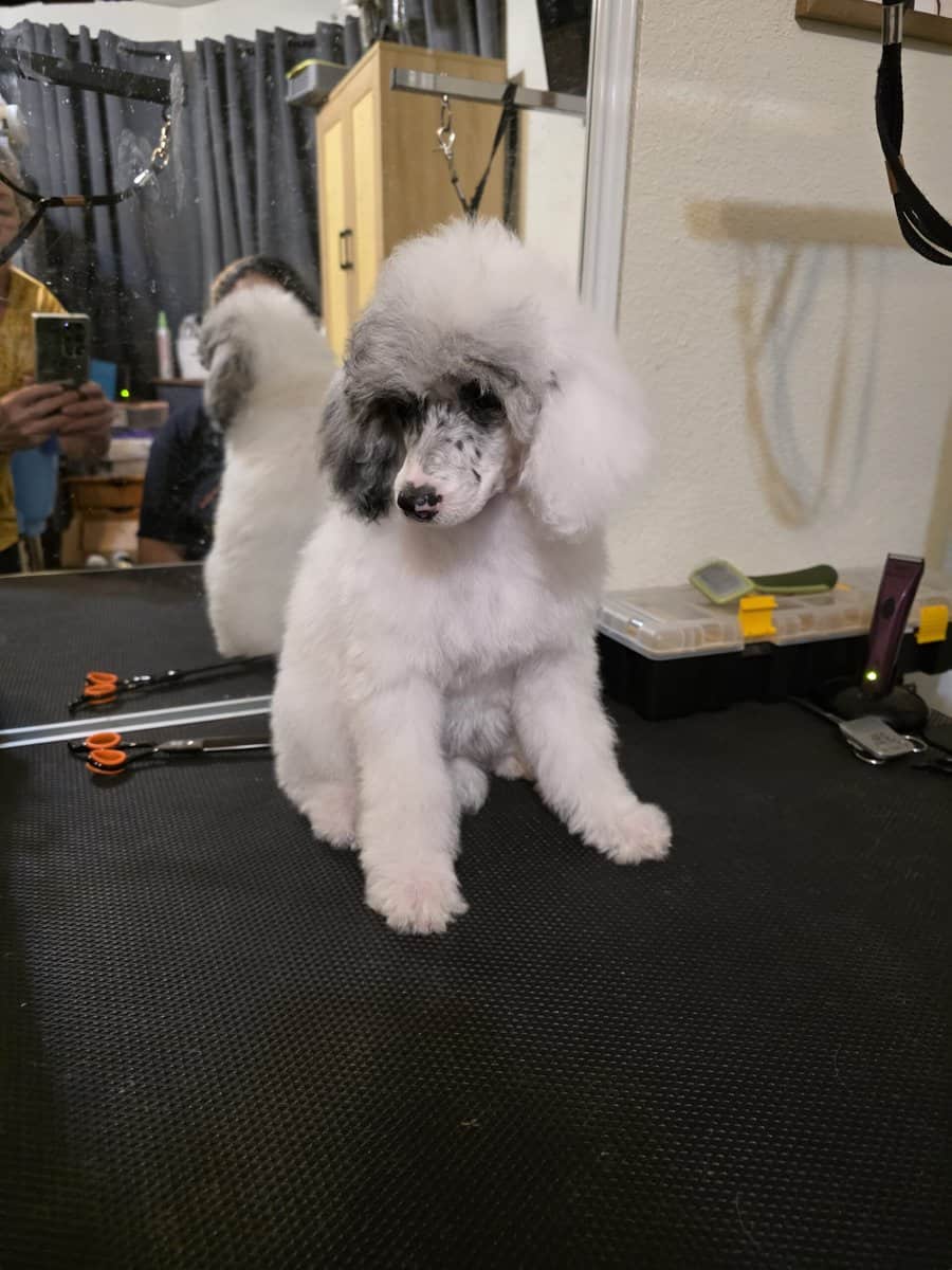 AKC Miniature Poodles image 1