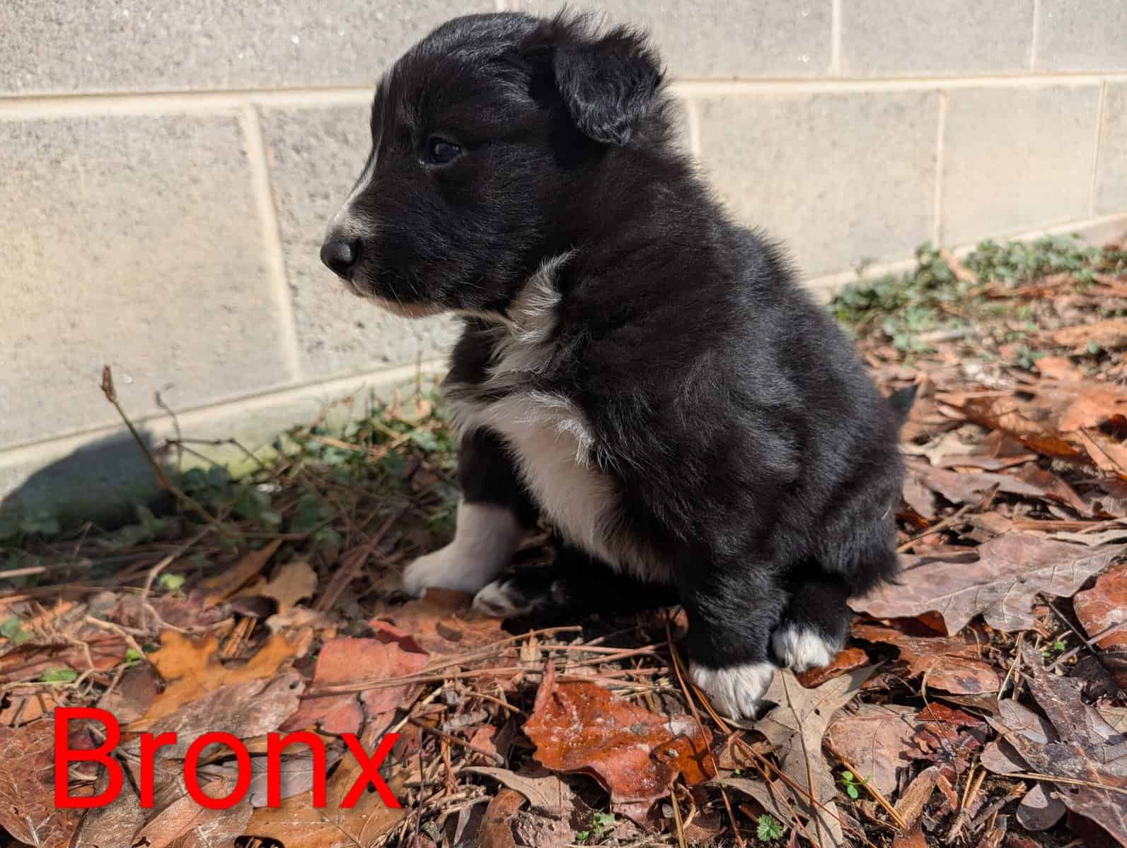 Border Collie Puppies image 9