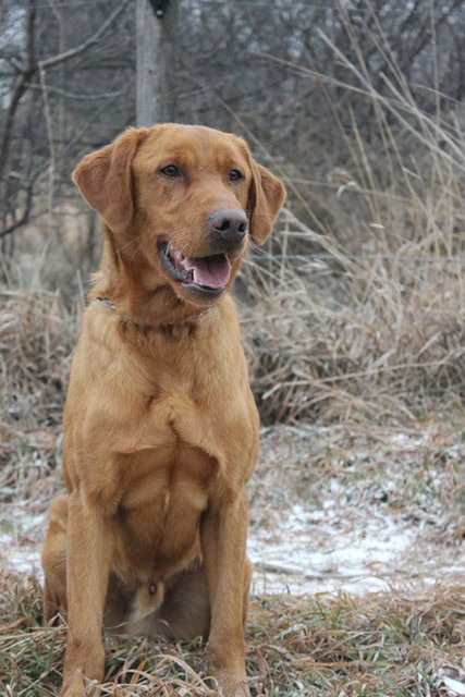 Fox Red/Yellow Lab Puppies image 2