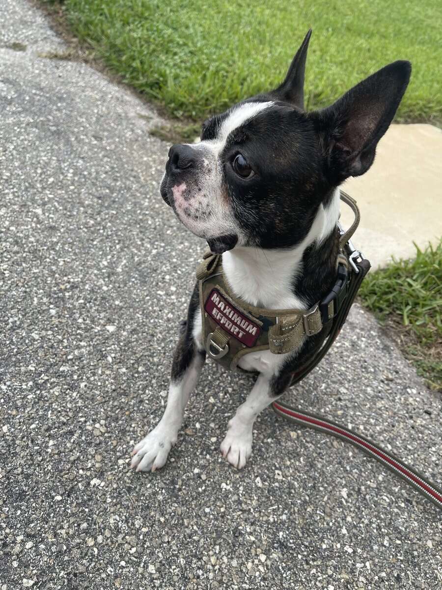Rehome male Boston Terrier image 3