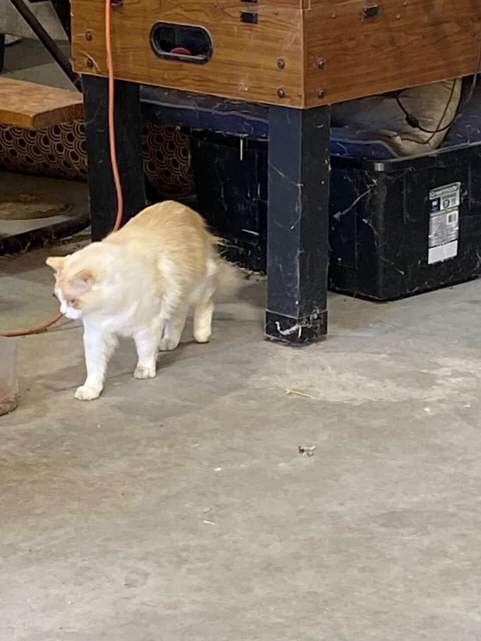 Barn Cats image 3