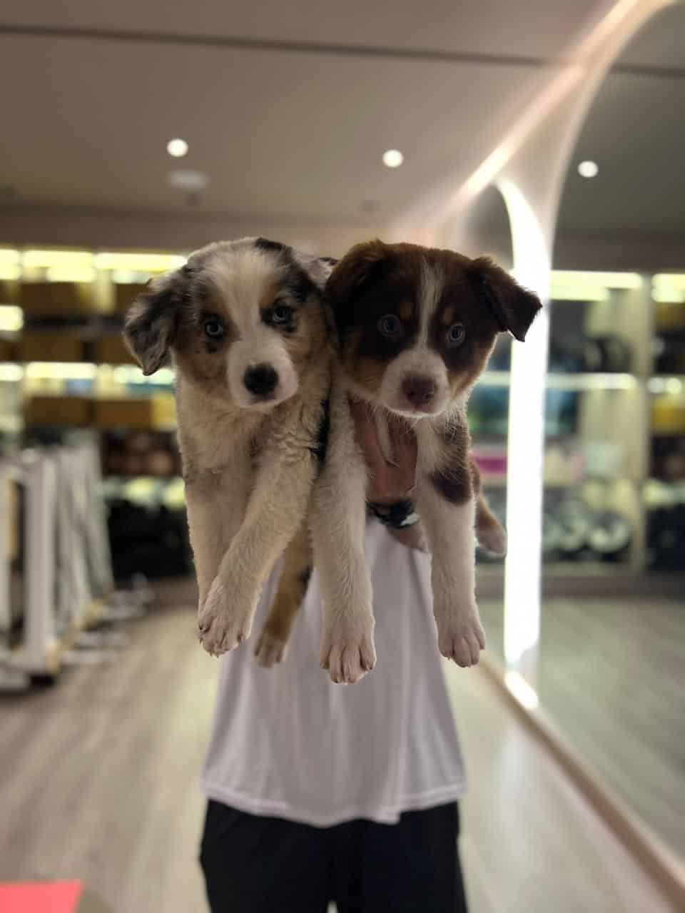 Australian Shepherd image 7