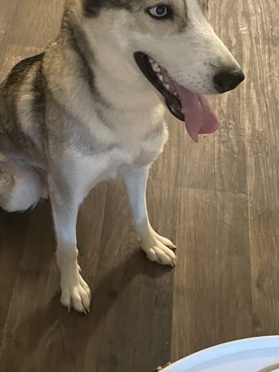 Selling Alaskan Malamute image 5