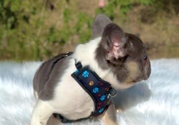 Fluffy blue tan crypto merlechocolate testable Bb