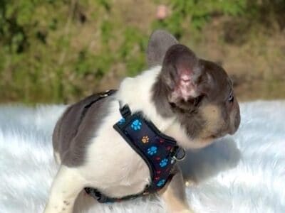 Fluffy blue tan crypto merlechocolate testable Bb