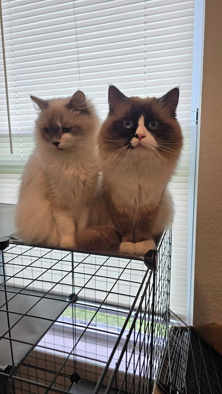 Ragdoll cats image 1