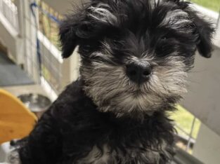 AKC Miniature Schnauzer Puppies – Ready For You!