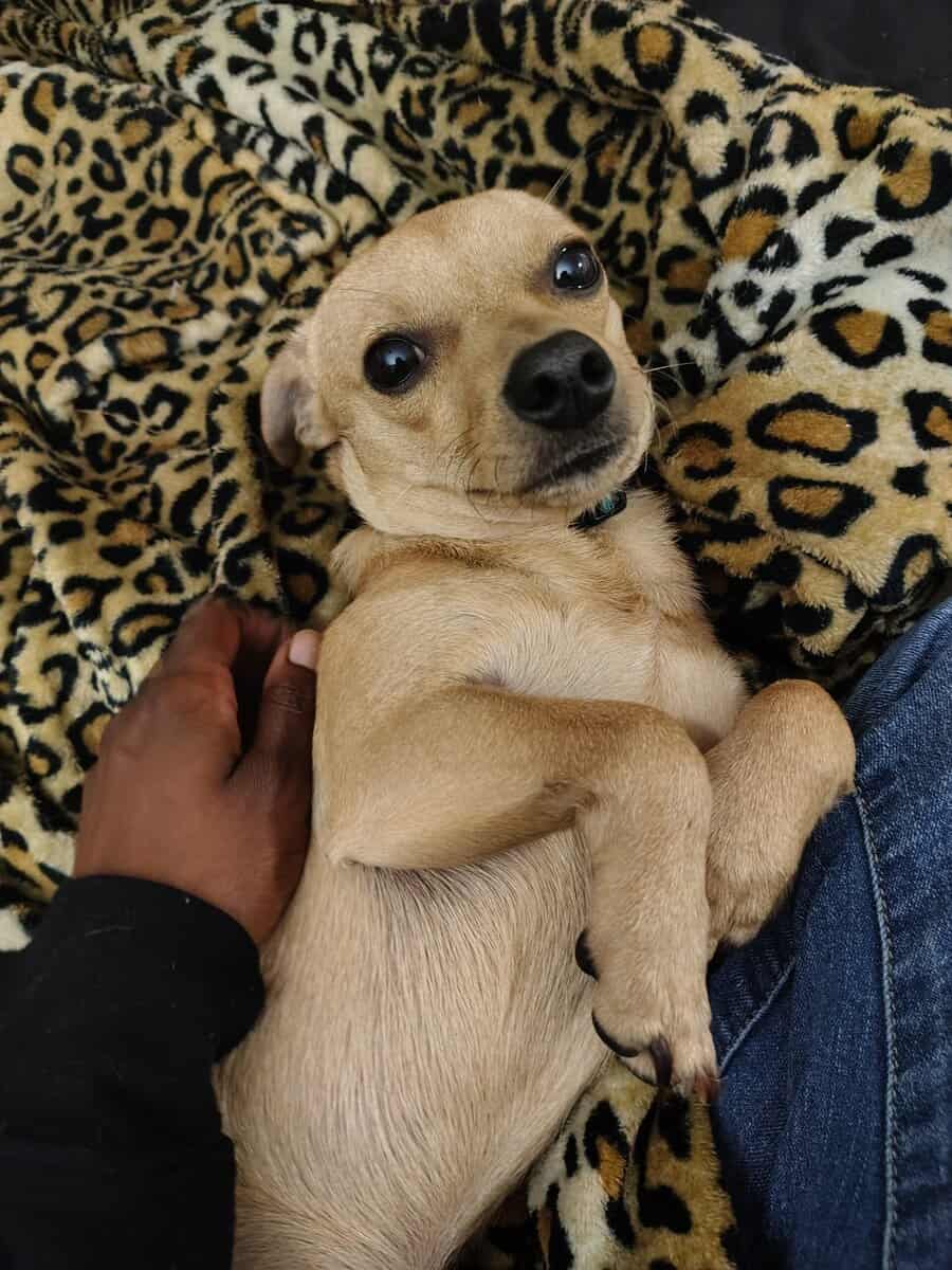 8 month old chiweenie image 3