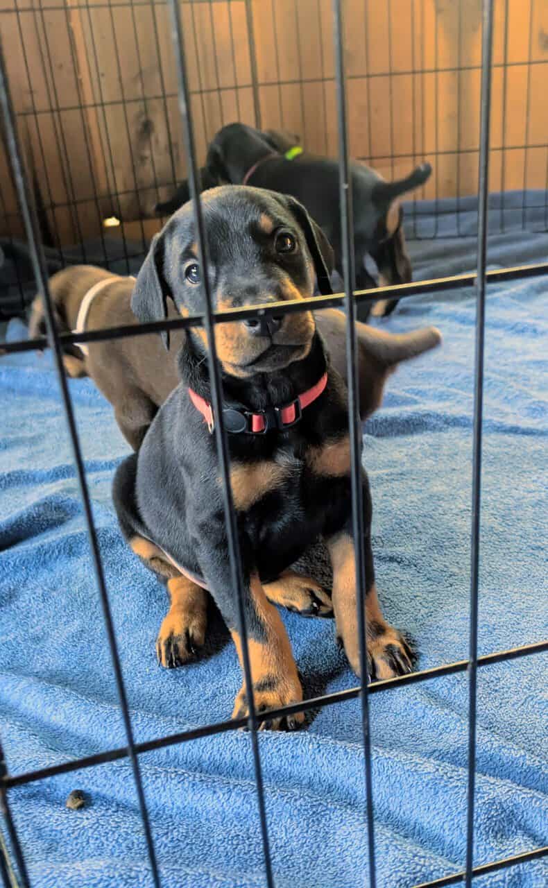 Doberman champion line image 2