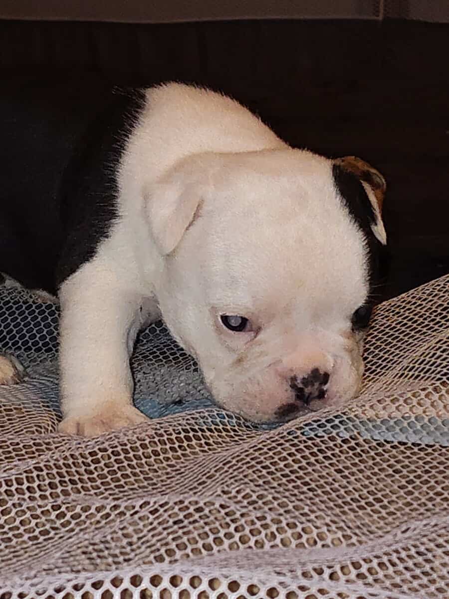 Christmas Puppies image 15