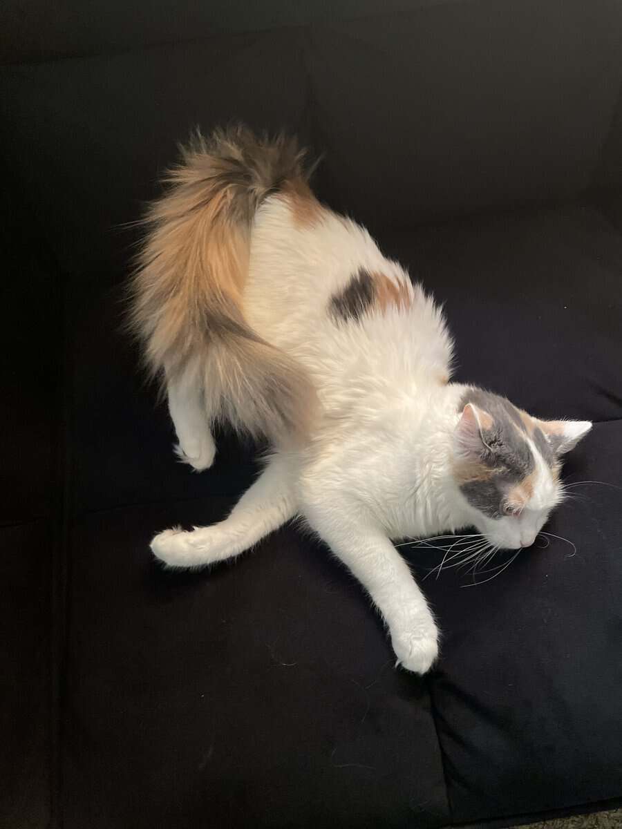 Kitten Looking for a Loving Home image 4