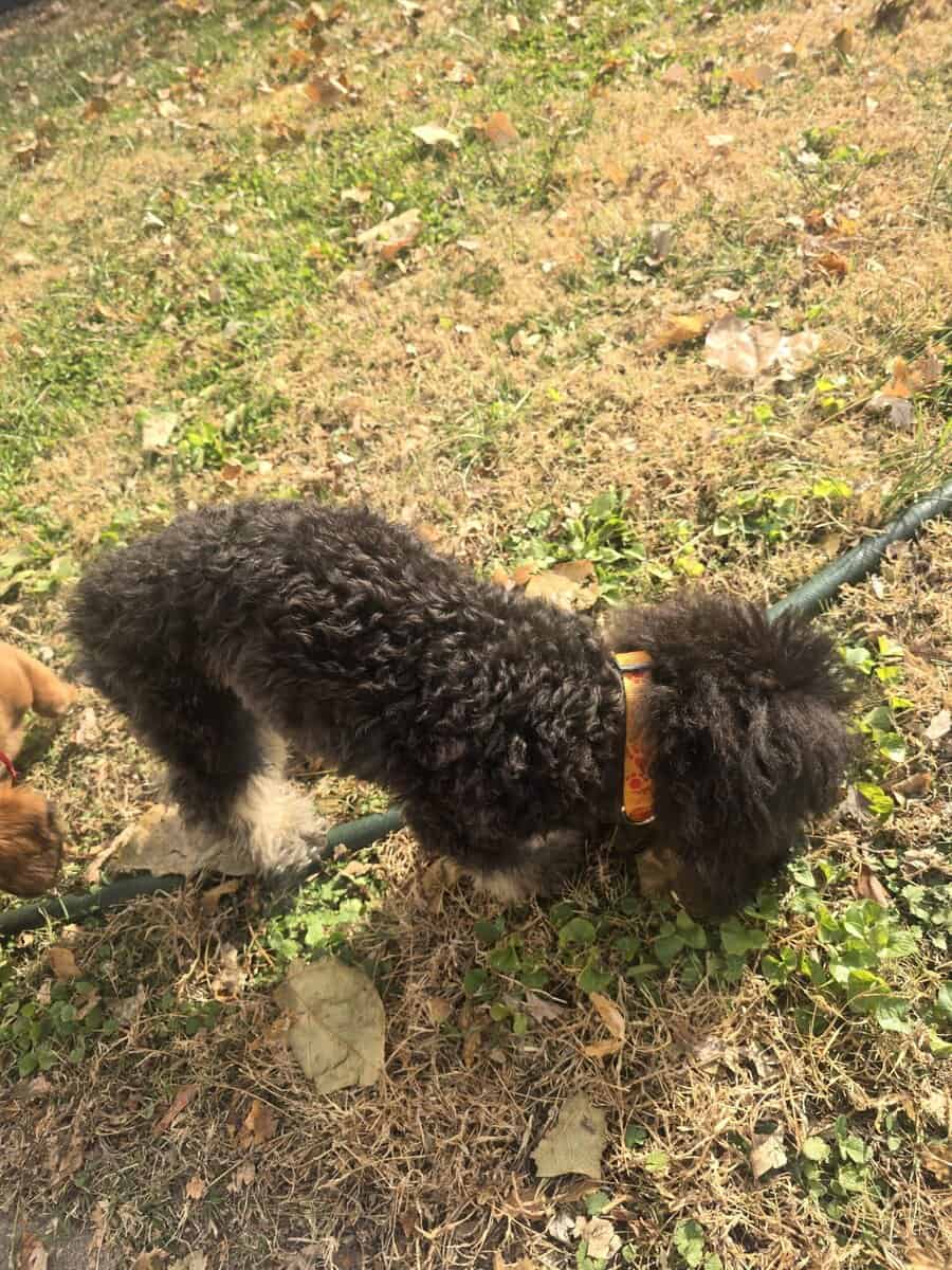 Mini poodle image 2
