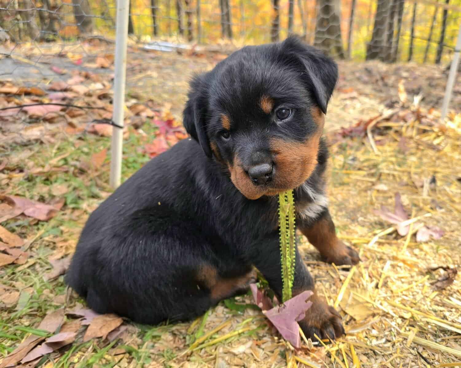 Rottweiler Puppies image 10