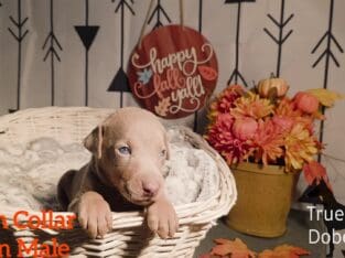 PUREBRED REGISTERED DOBERMAN PUPPY (GREEN COLLAR)