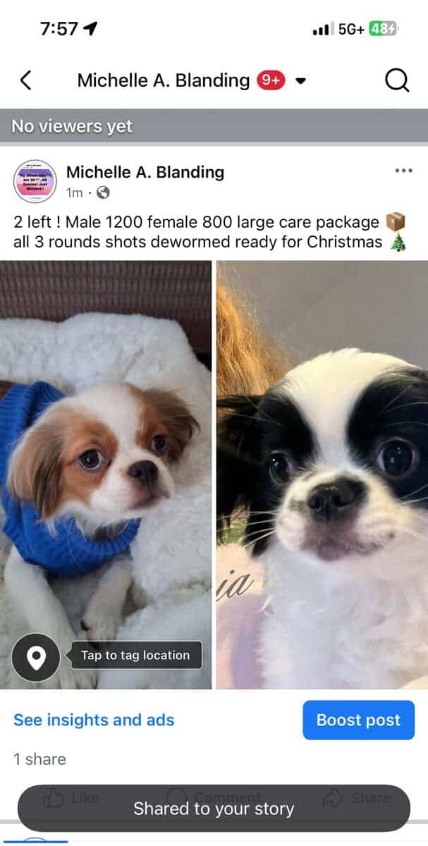 Japanese chin puppies ready 11/22/25 image 2