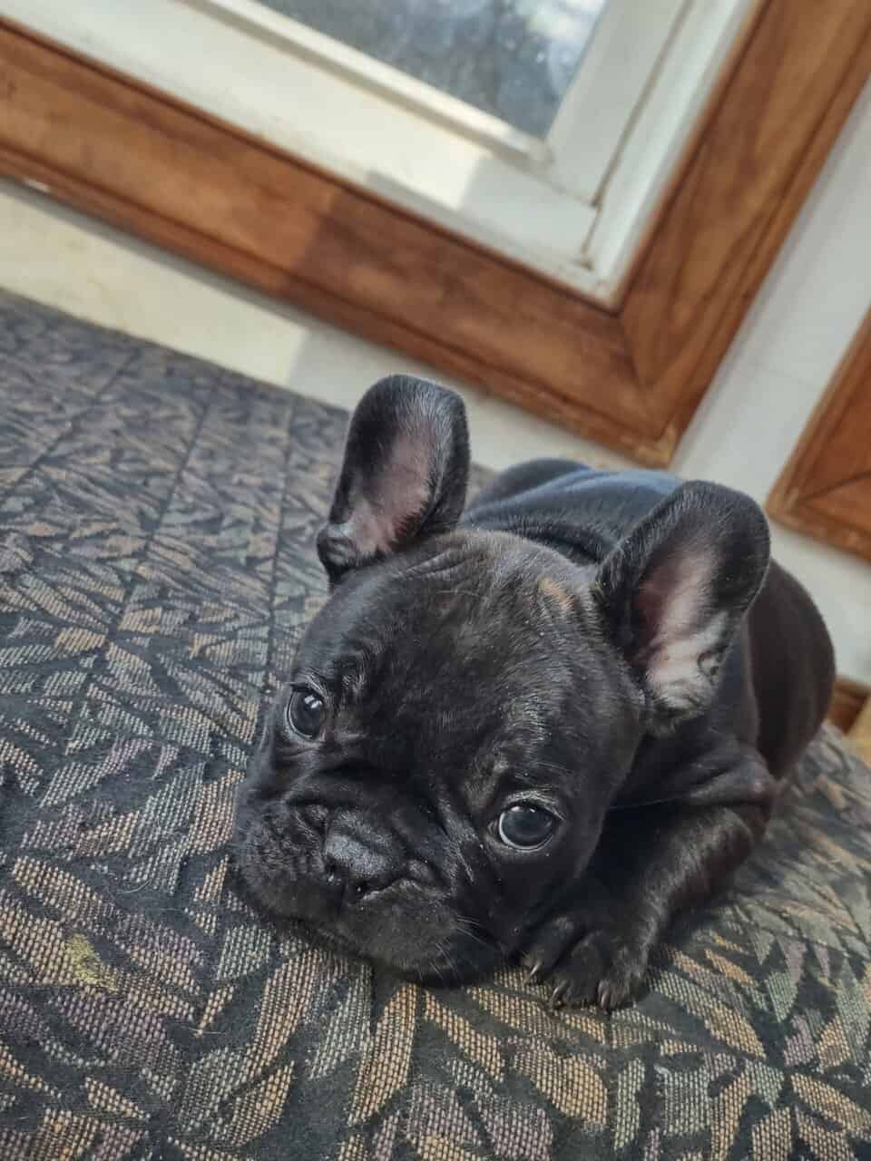 Adorable French Bulldog puppy - Male image 1