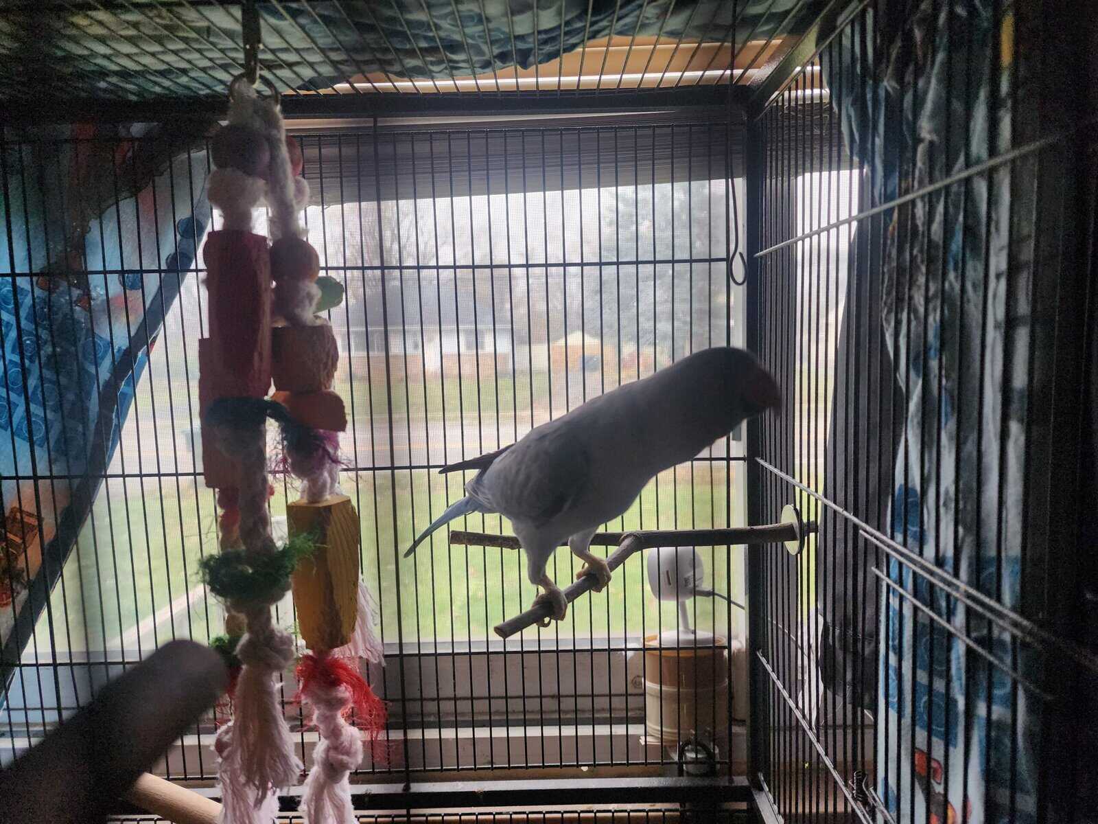 2yr old Cobalt blue indian ringneck image 9