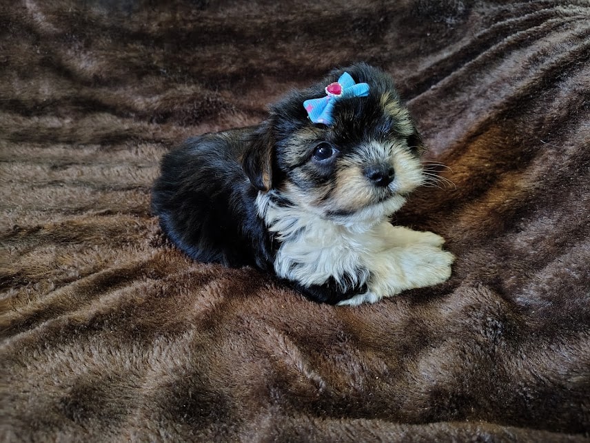 Yorki-Poo puppies image 1