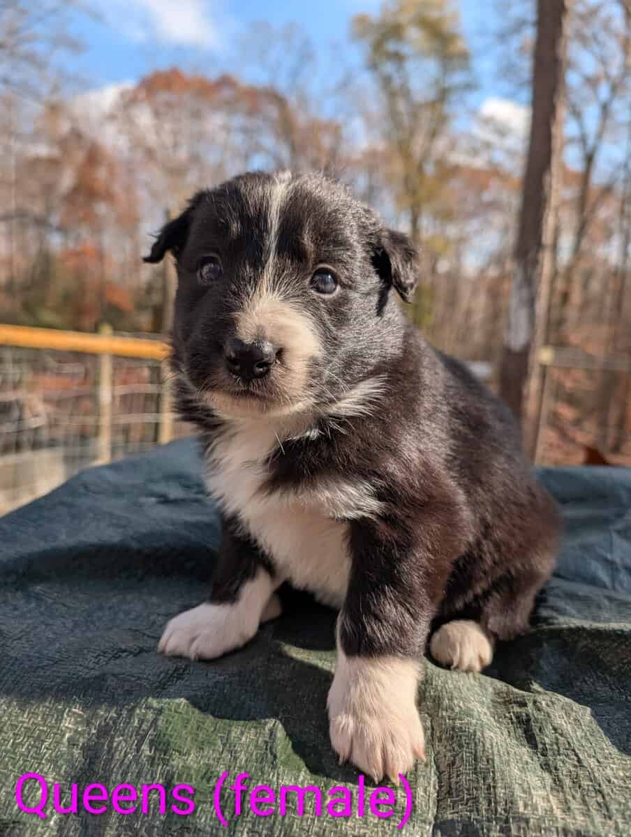 Border Collie Puppies image 2