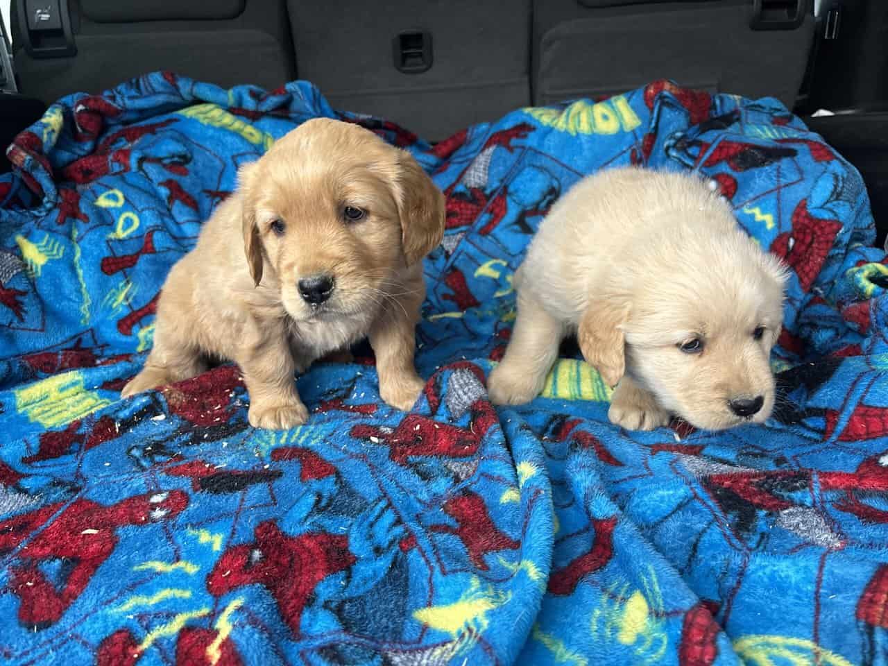AKC Golden Retriever puppies image 4