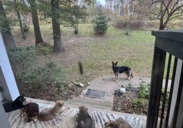 German Shepherd Rottweiler Great Pyrenees Pups 8w