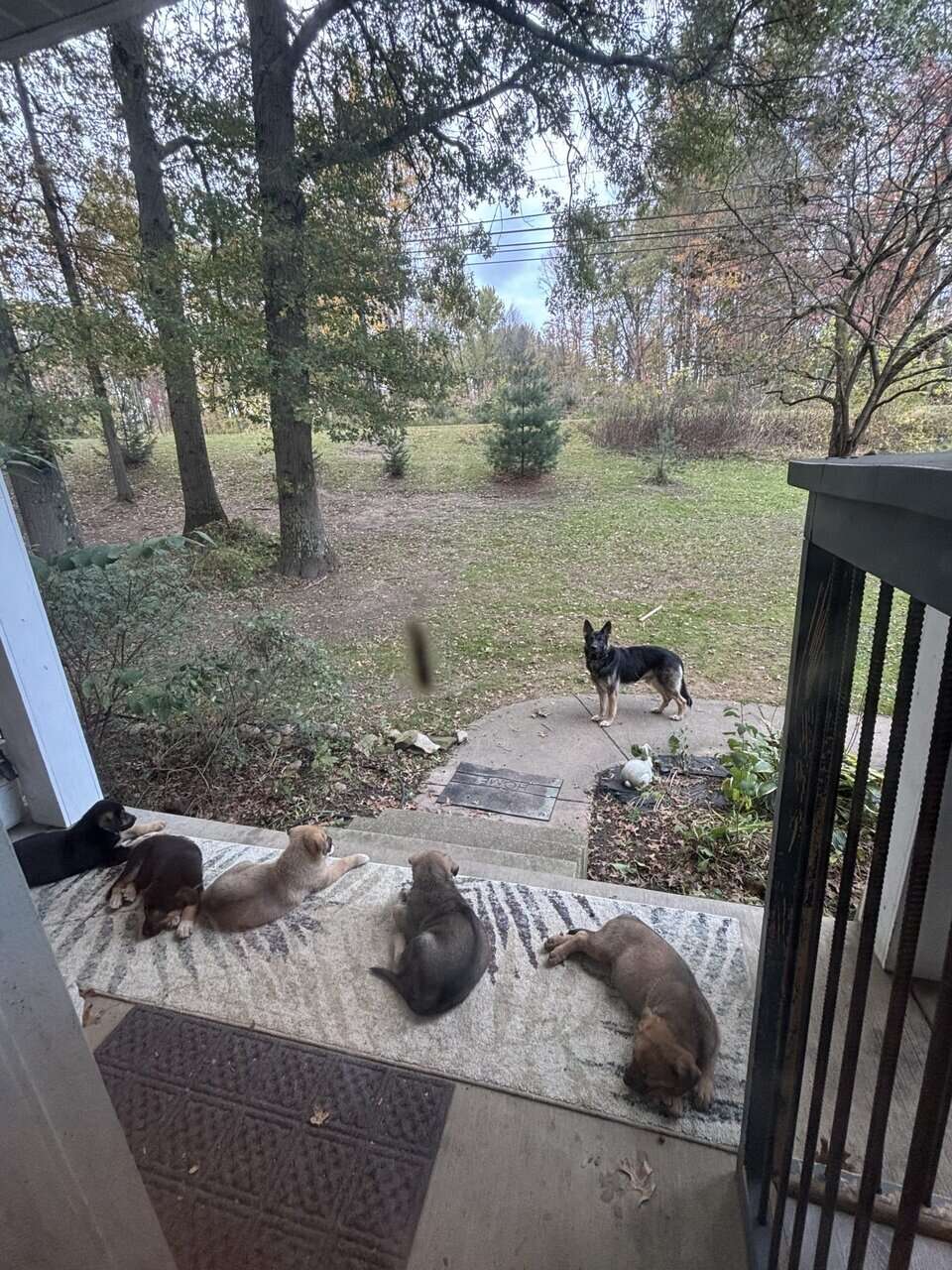 German Shepherd Rottweiler Great Pyrenees Pups 8w image 1