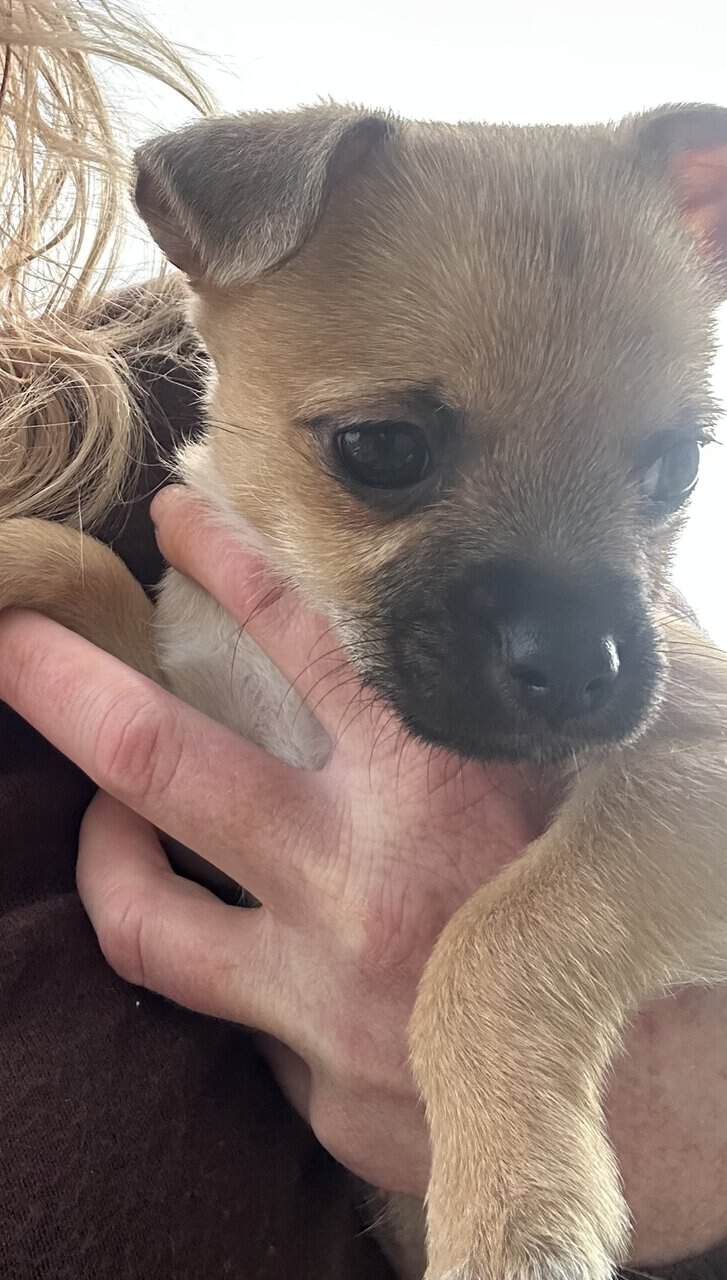 Fawn Male Chihuahua Puppy image 4