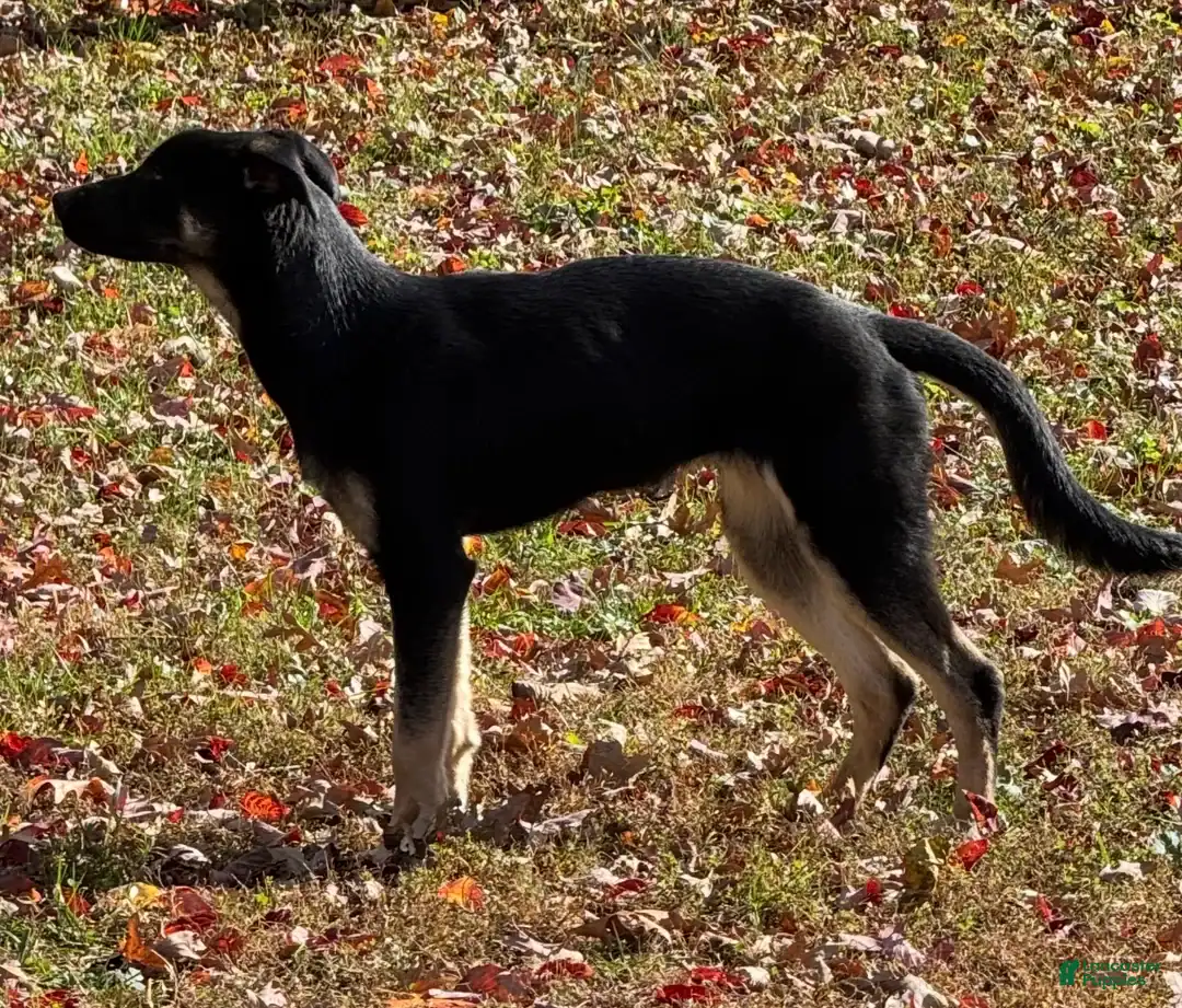 Belsky Pup image 6