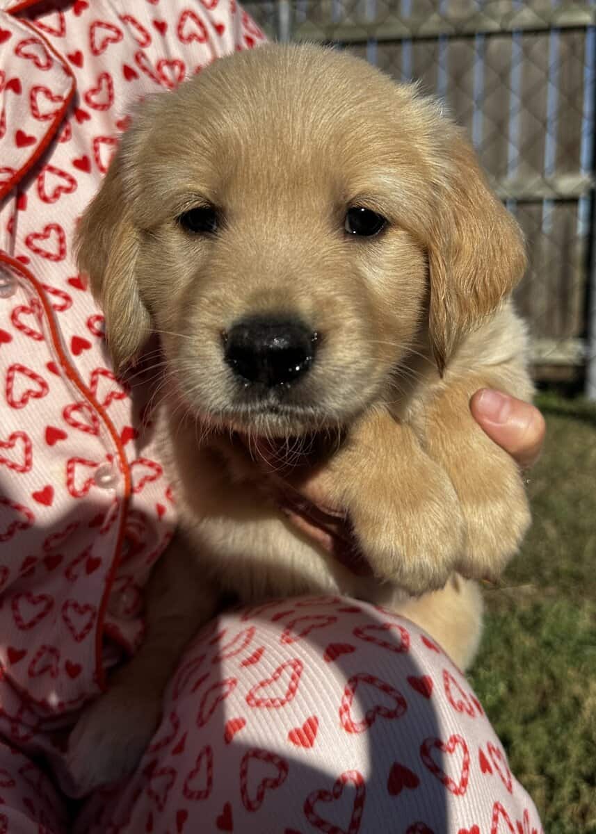 Golden Retriever Puppies image 6