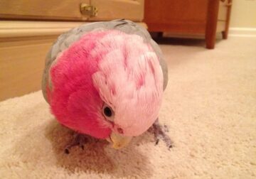 2025 Galah – Cockatoo Parrot!!