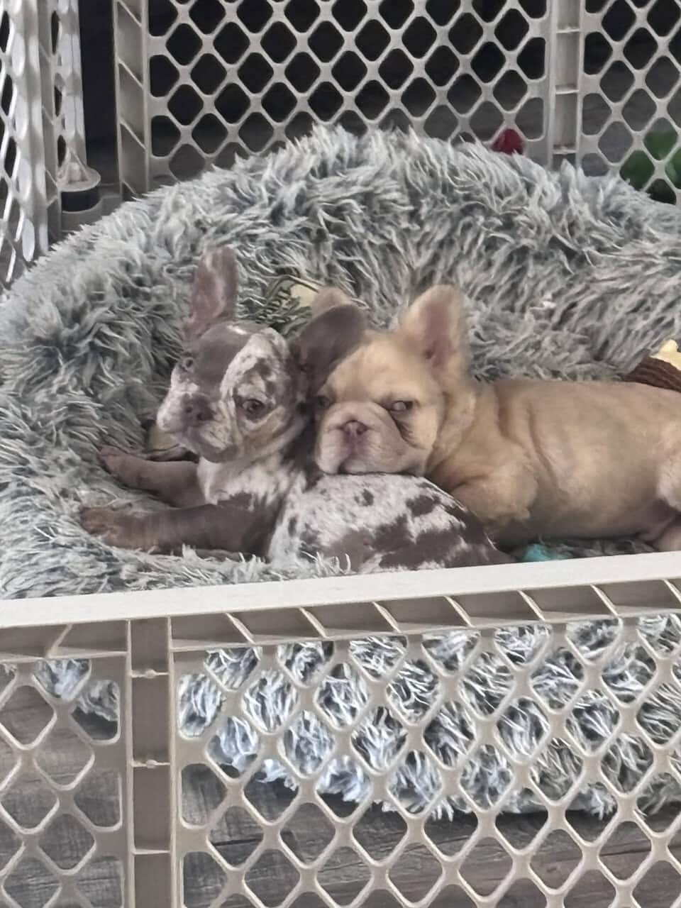 French Bulldogs image 4
