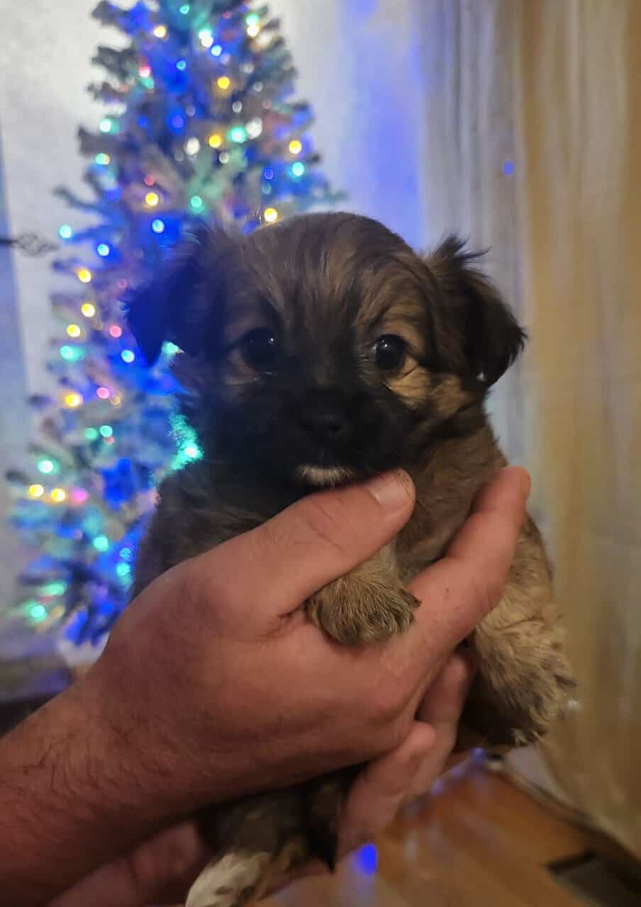 Shima Yorkies image 1