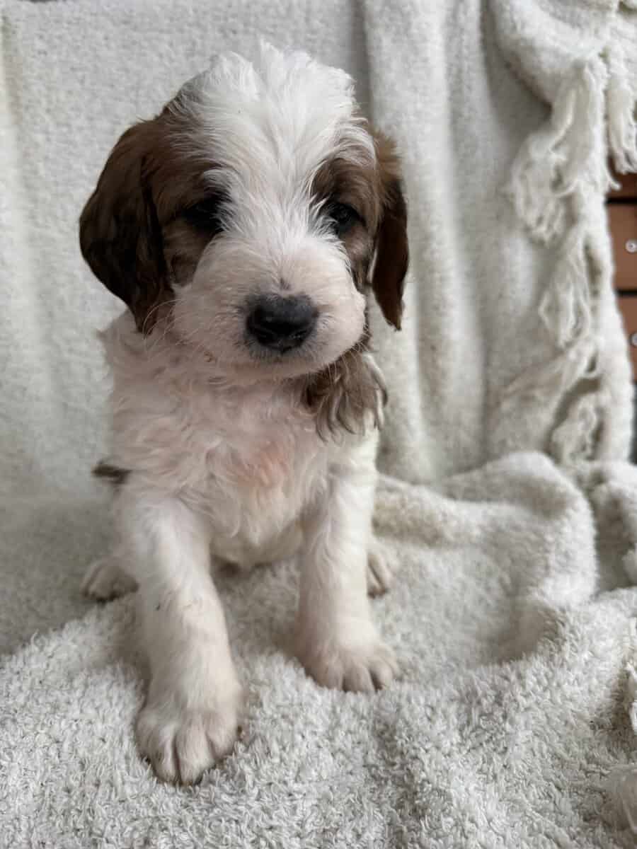Saint Berdoodle image 4