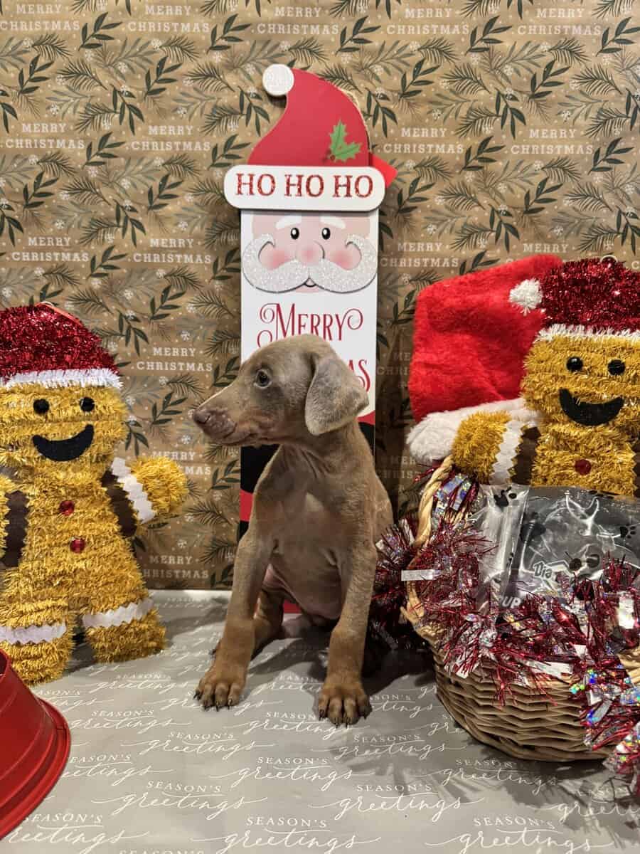 Doberman puppies image 4