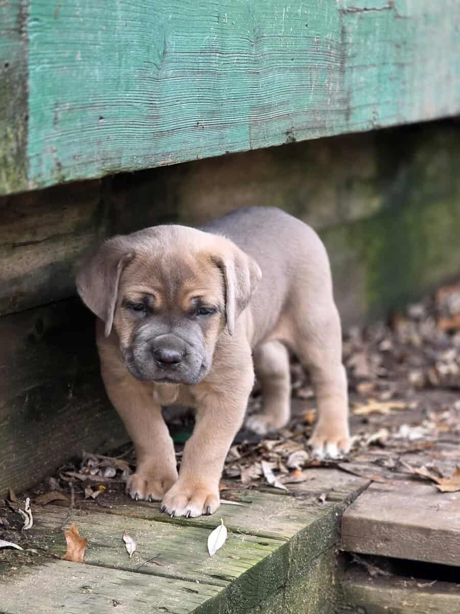 PURE CANE CORSO PUPS🐾 image 1