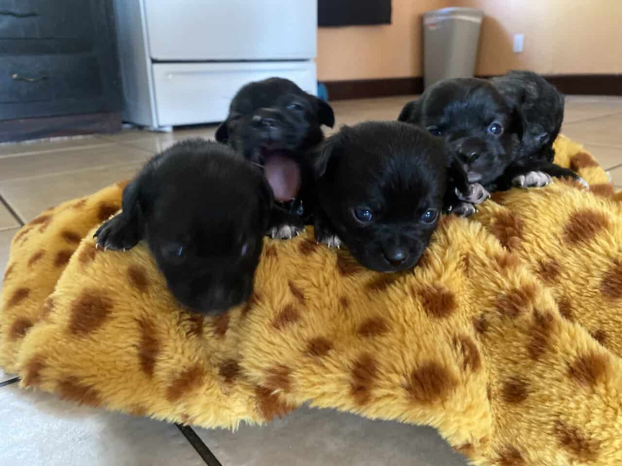 Maltipoo puppies image 2