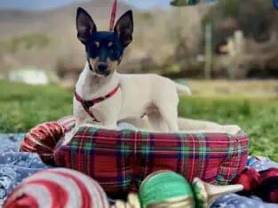 Toy fox terrier male and female full AKC