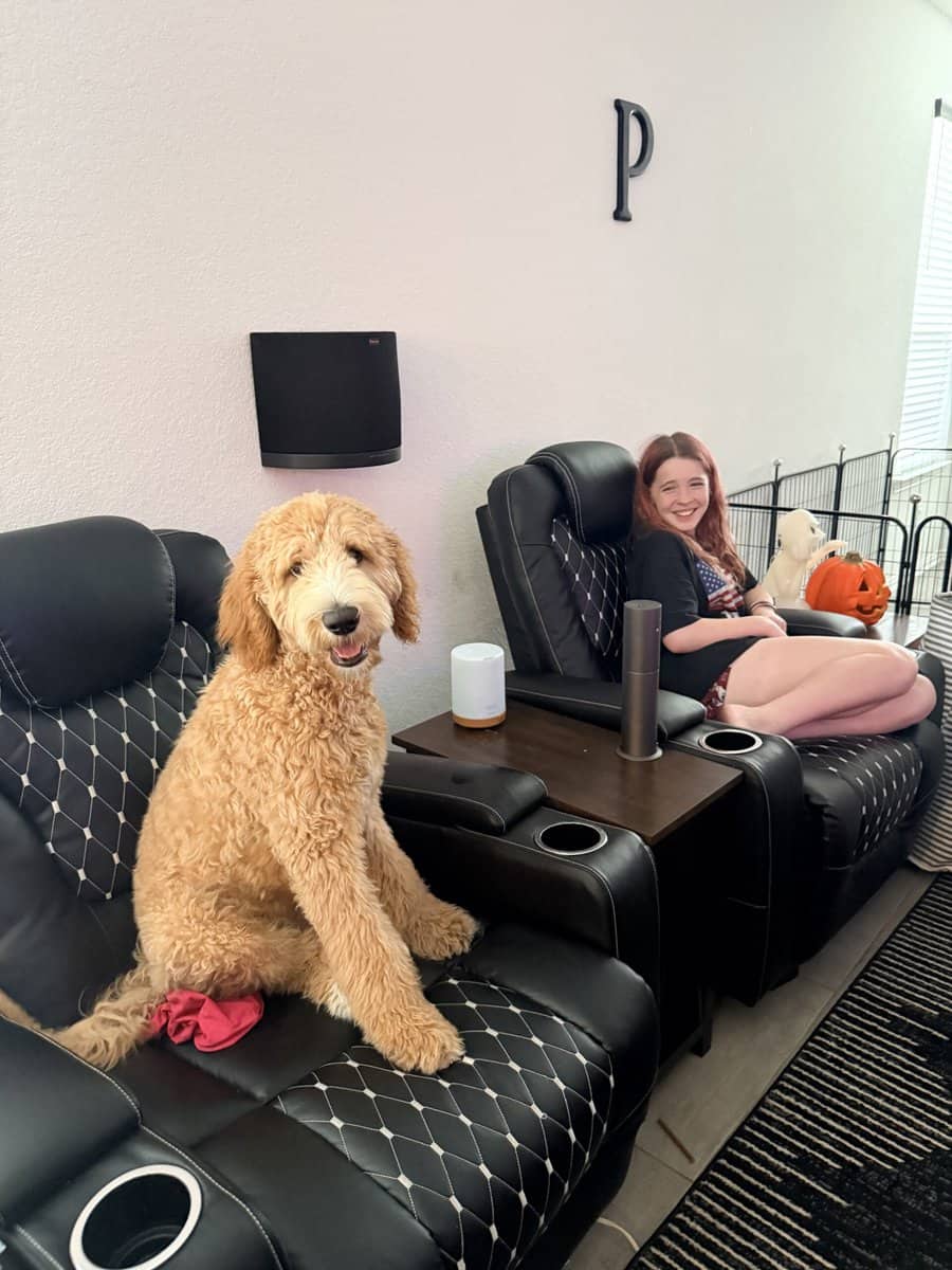 Fully Trained 6 Month Old Goldendoodle Puppy image 4
