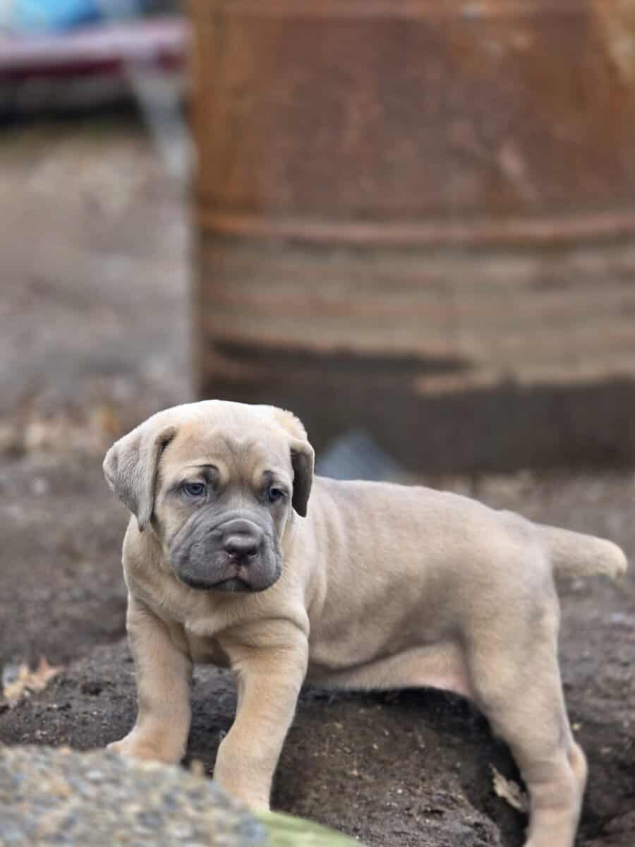 PURE CANE CORSO PUPS🐾 image 2