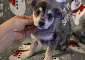 Merle Chizer (miniature schnauzer chihuahua) puppy